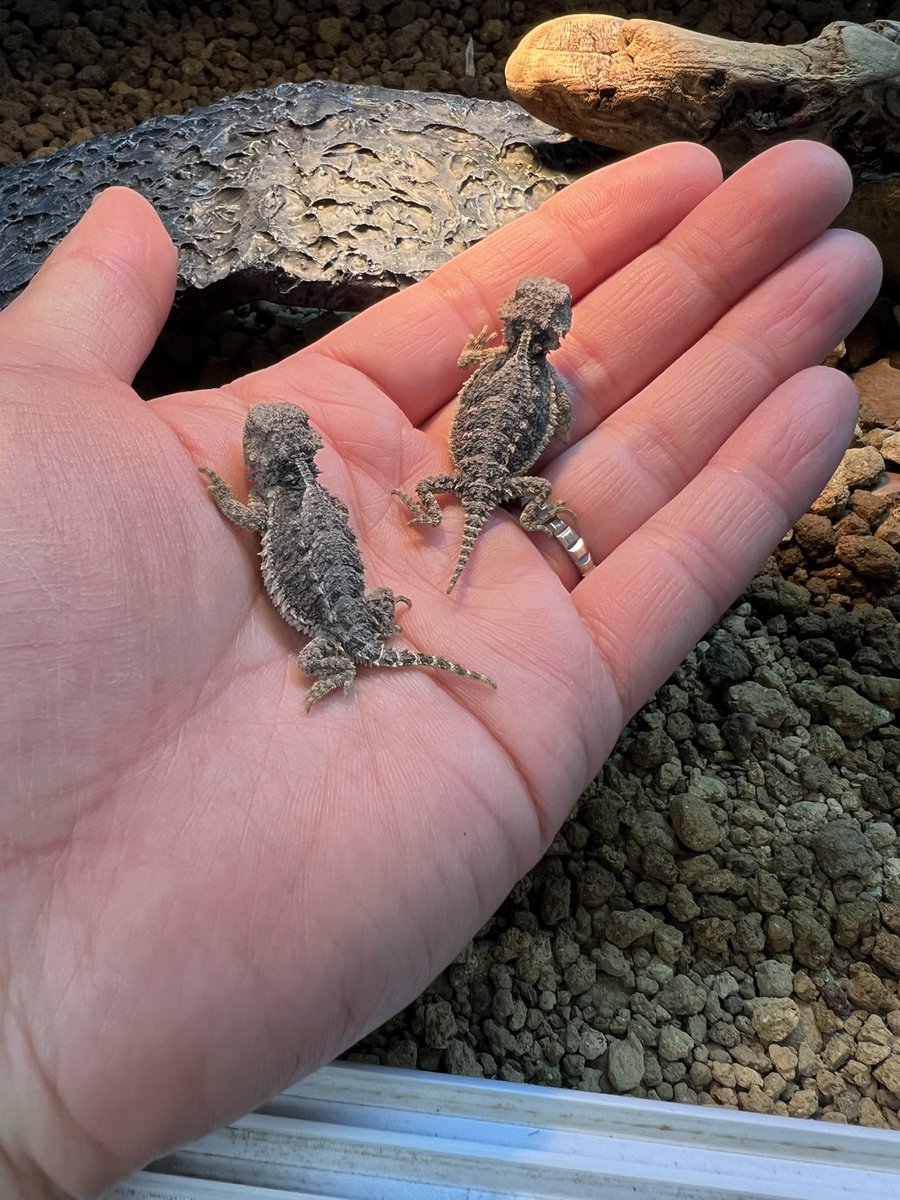 【＋libero. monster box】 〜上昇志向で自由な怪物の箱〜 tweet media