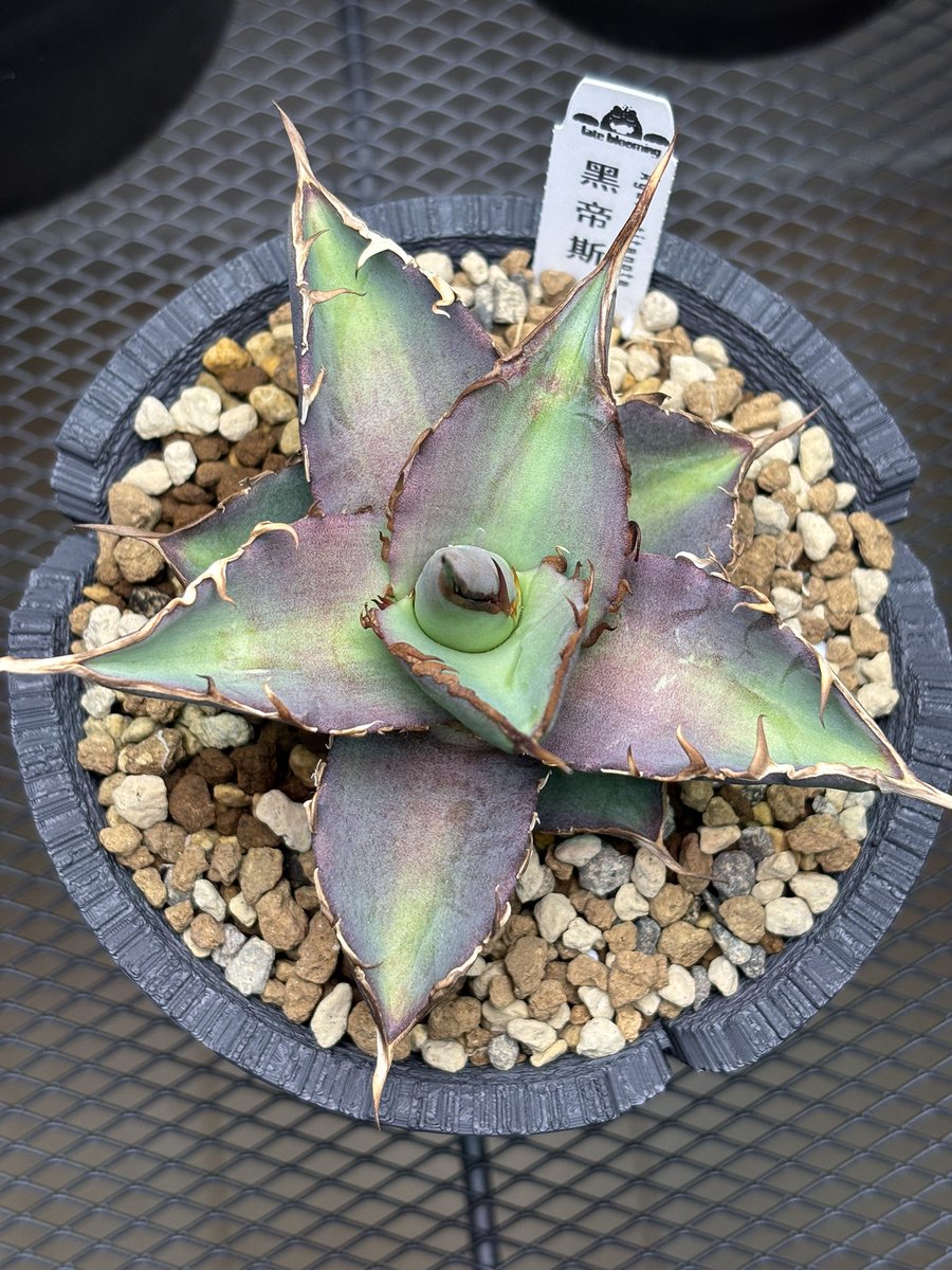 jin_botanical's tweet photo. ハデス植え替え😈根鉢になってて嬉しかった😚クラックスリット鉢に植え込んだ！

@greenmountainjp https://t.co/jLjNjjfrJJ