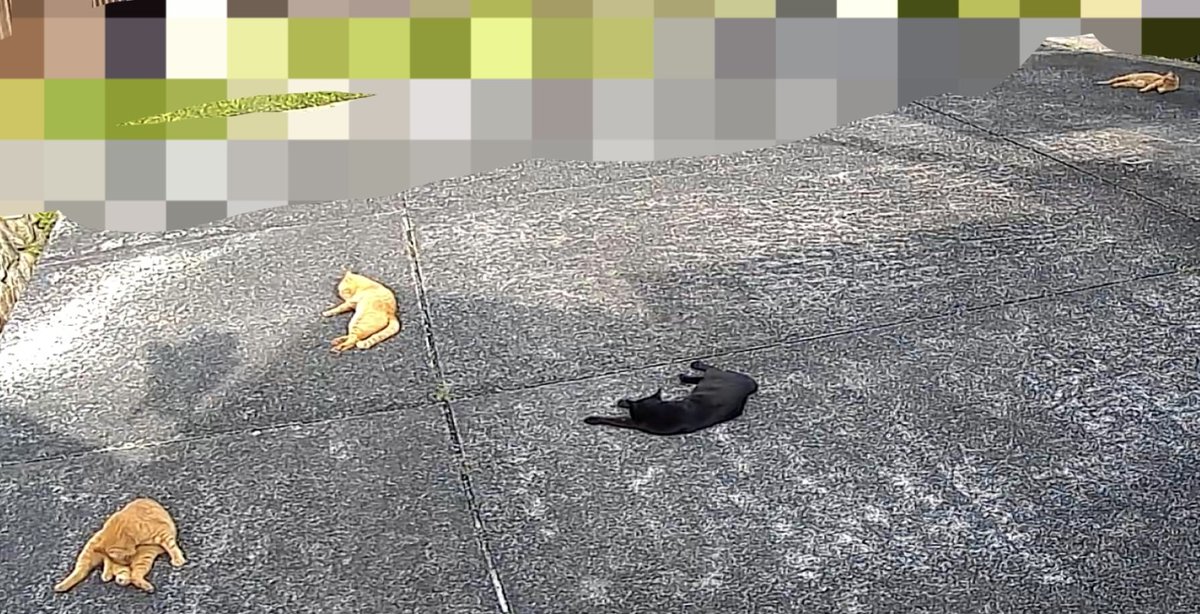 プレドニン tweet media