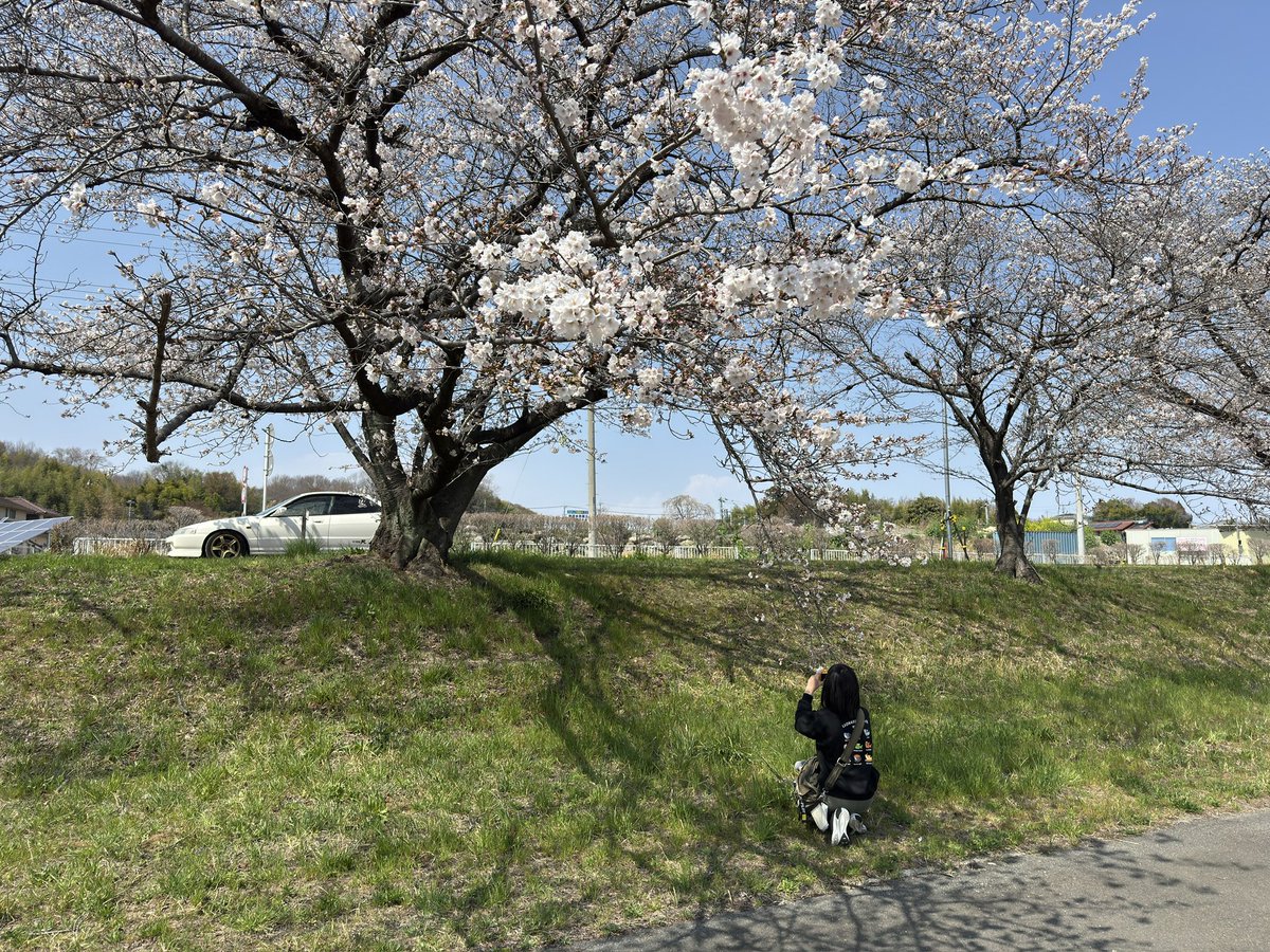 DCDB19's tweet photo. 流し撮りの練習とか言わなくても、普通に桜を見に行こうで良かった気がする。 https://t.co/Ja8DIzfhRN