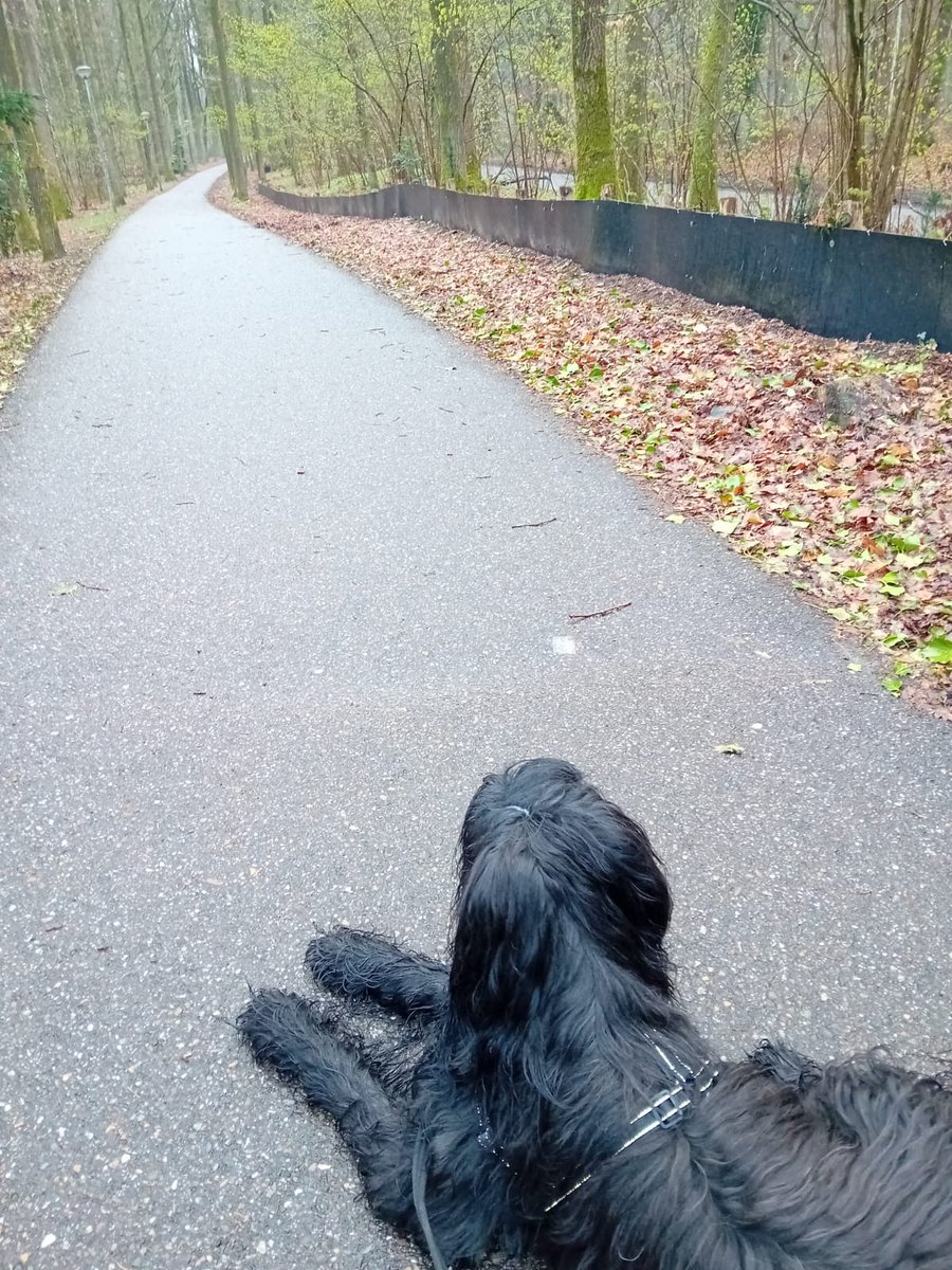 Kronenberg211's tweet photo. #update #psycholoog #wandeling #bos #hond #Mioki
Vanmorgen naar het bos gewandeld met Mioki...
Dat was toch wel ruim 9 jaar geleden dat ik daar geweest ben (met vorige hond Bonus).
#overwinning #blij #trots https://t.co/nmiTCWg2Mg