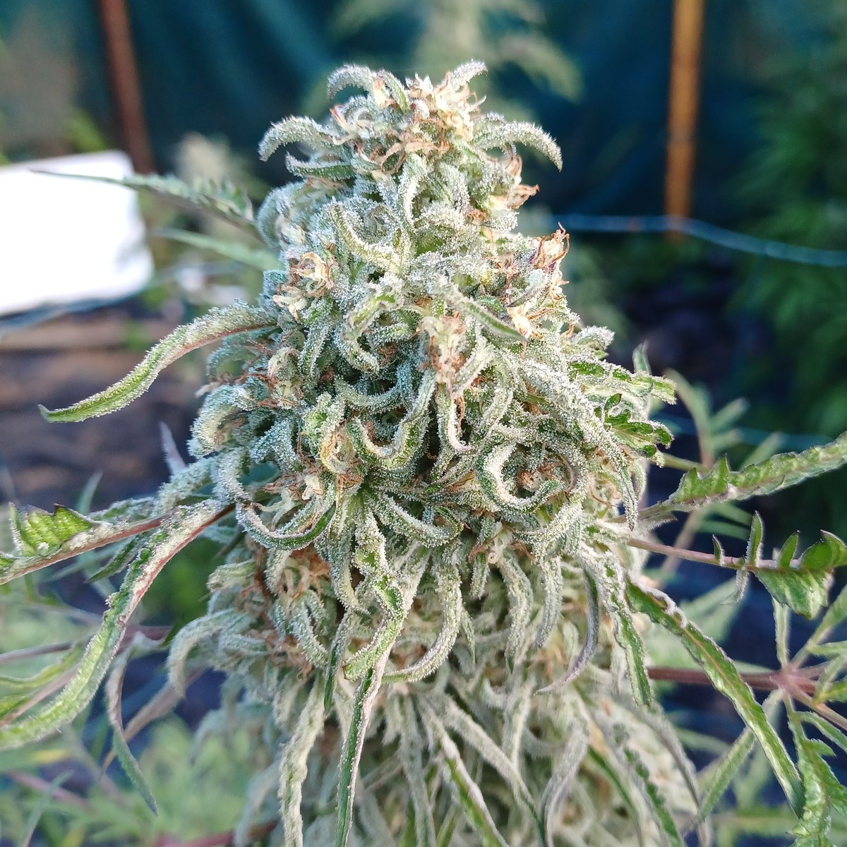 Oʀᴀᴄʟᴇ Sᴇᴇᴅs Oғɪᴄɪᴀʟ® 🇪🇸 tweet media