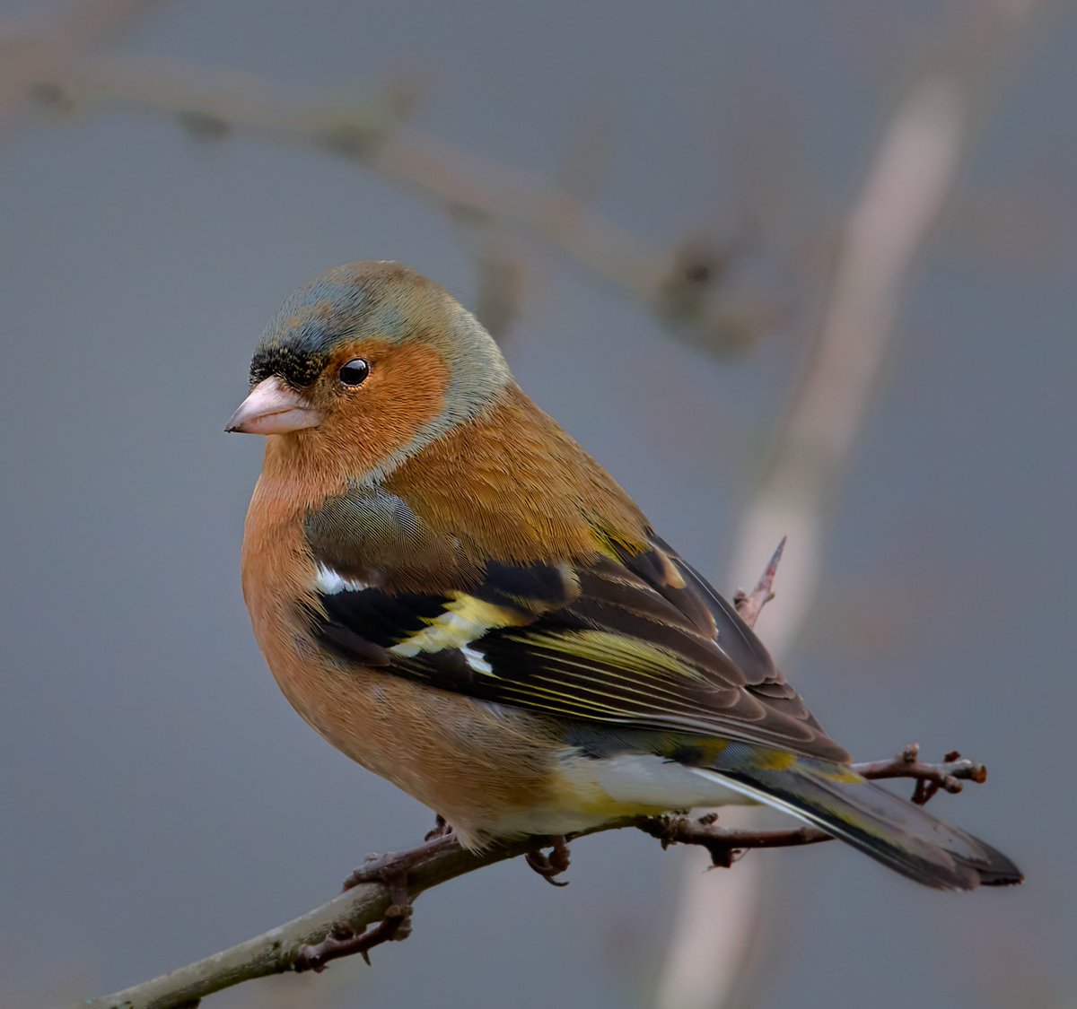 Chaffinch.