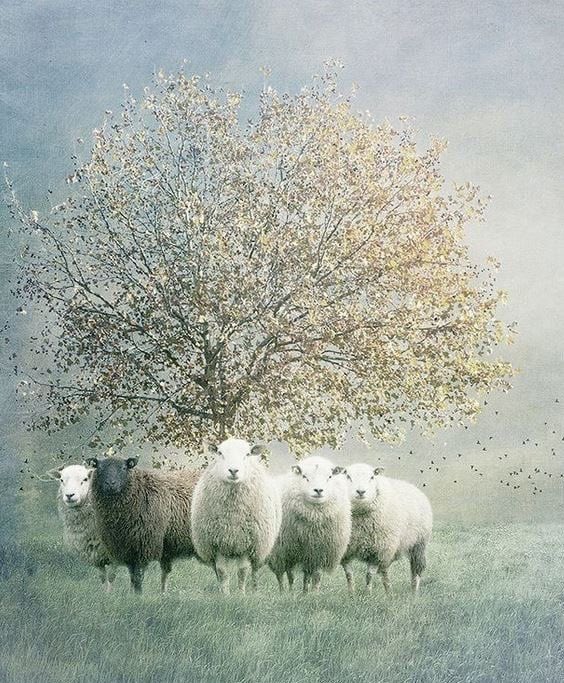 helen warlow tweet media