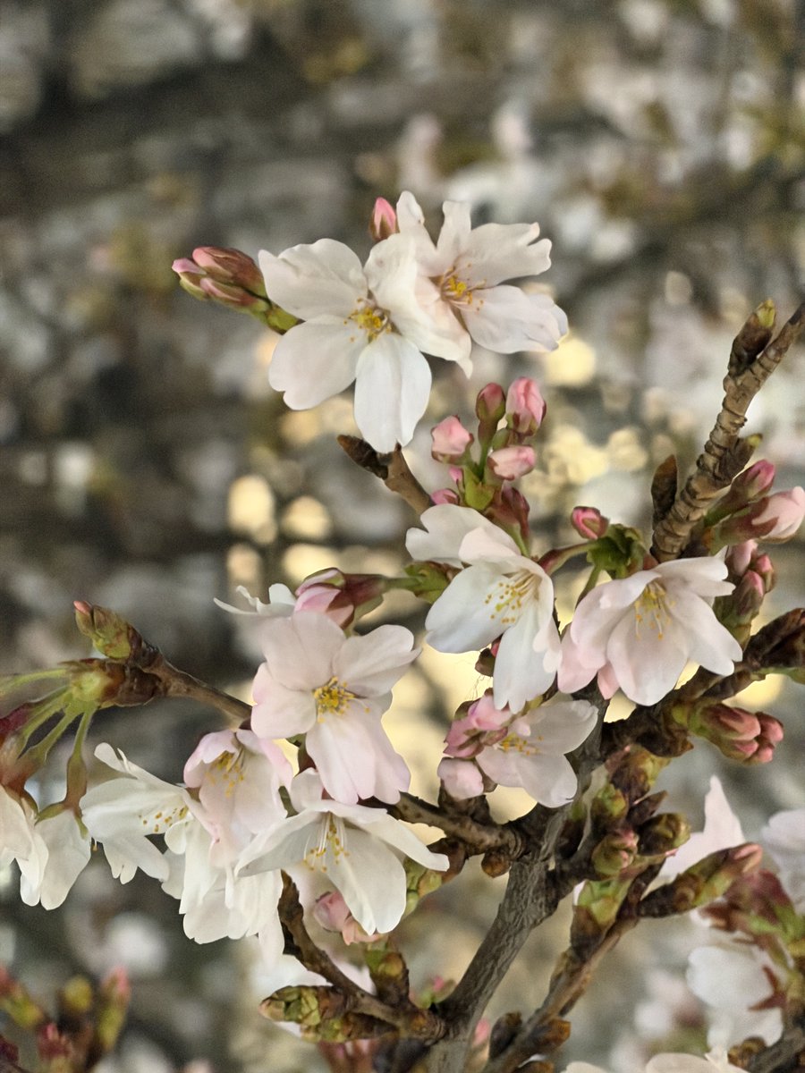 20260328  大宮夜桜