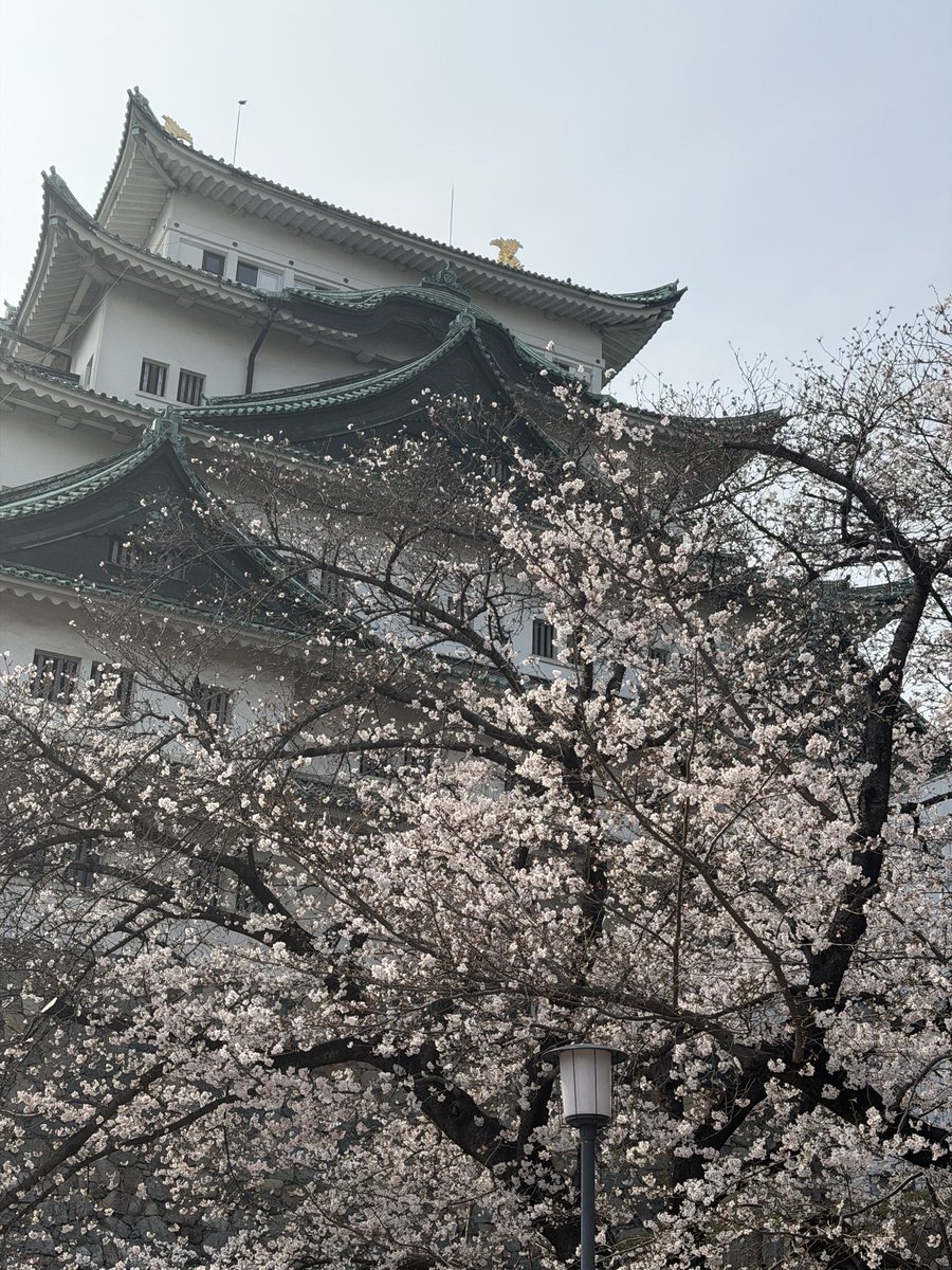 jun_lucky's tweet photo. 名城公園の桜は来週まで持ちそう https://t.co/IoJt6utaMM