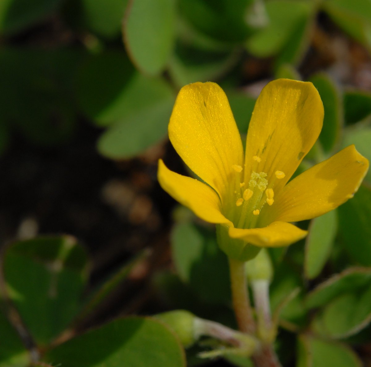 ajihei_iso100's tweet photo. 小さな花達
#ccdsensor https://t.co/n7bTCZSgCn
