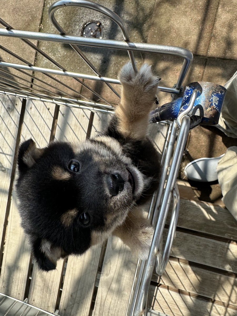 ヒゲめがね tweet media