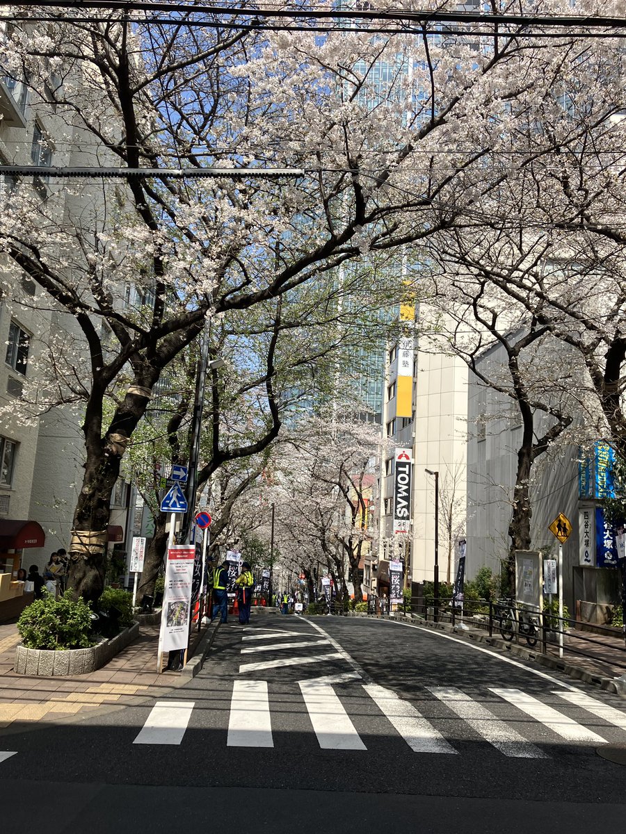 Nao Japonicus tweet media