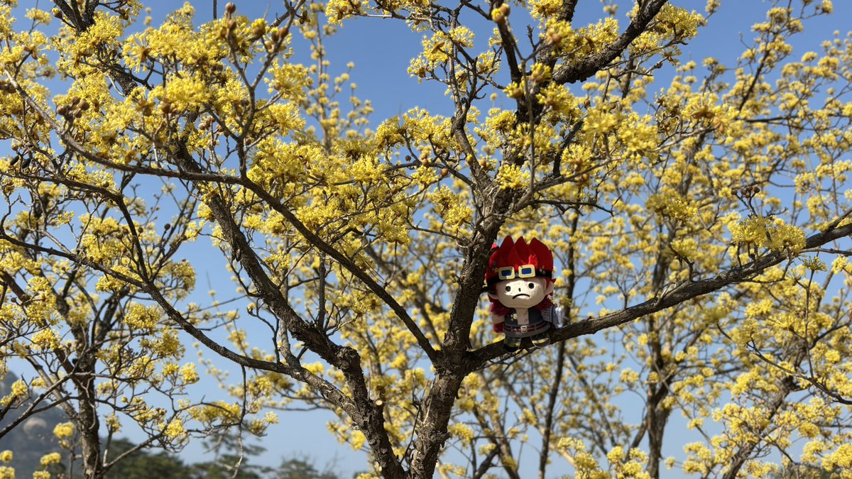 🍏kitami tweet media