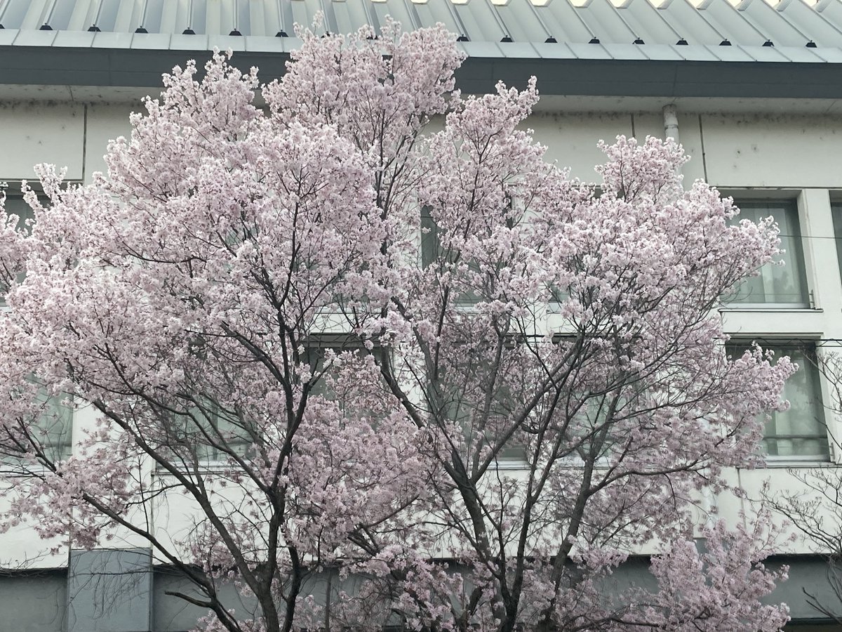 伊賀ちゃん@50代 京都を走る tweet media