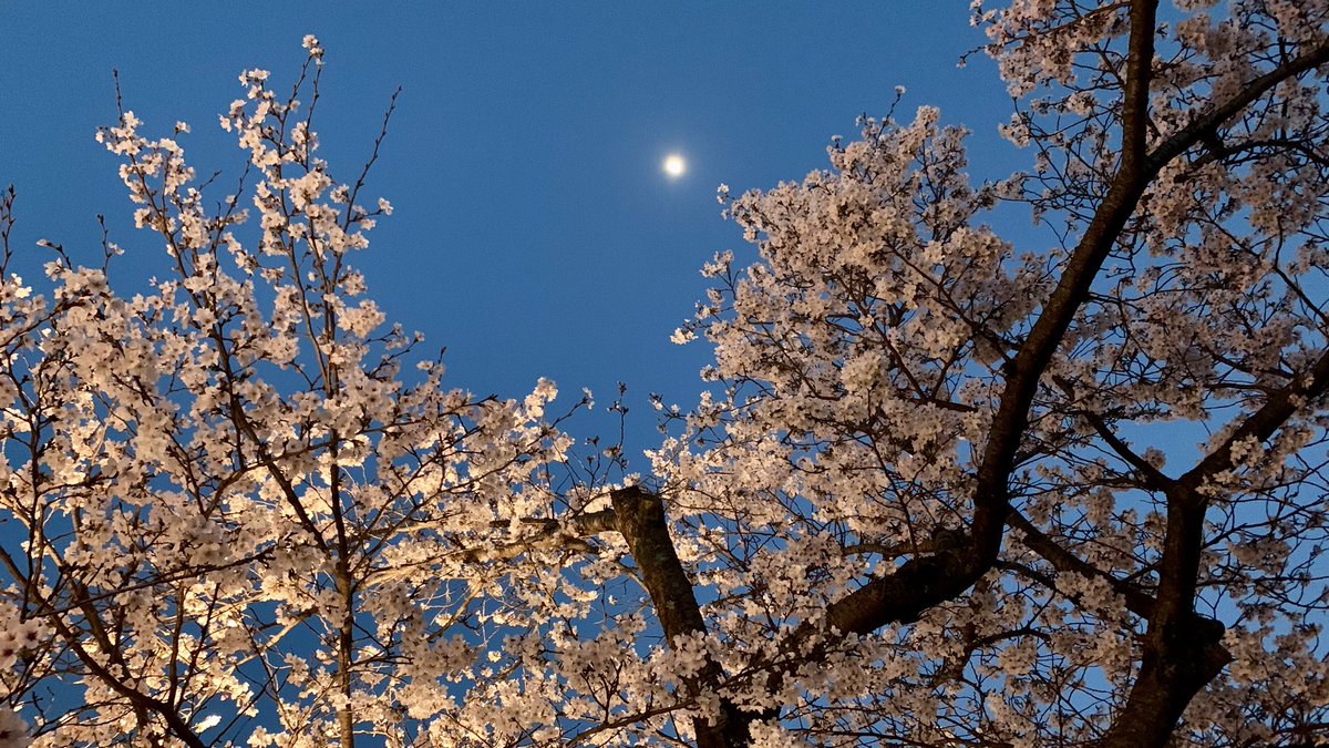 Spade∞ tweet media