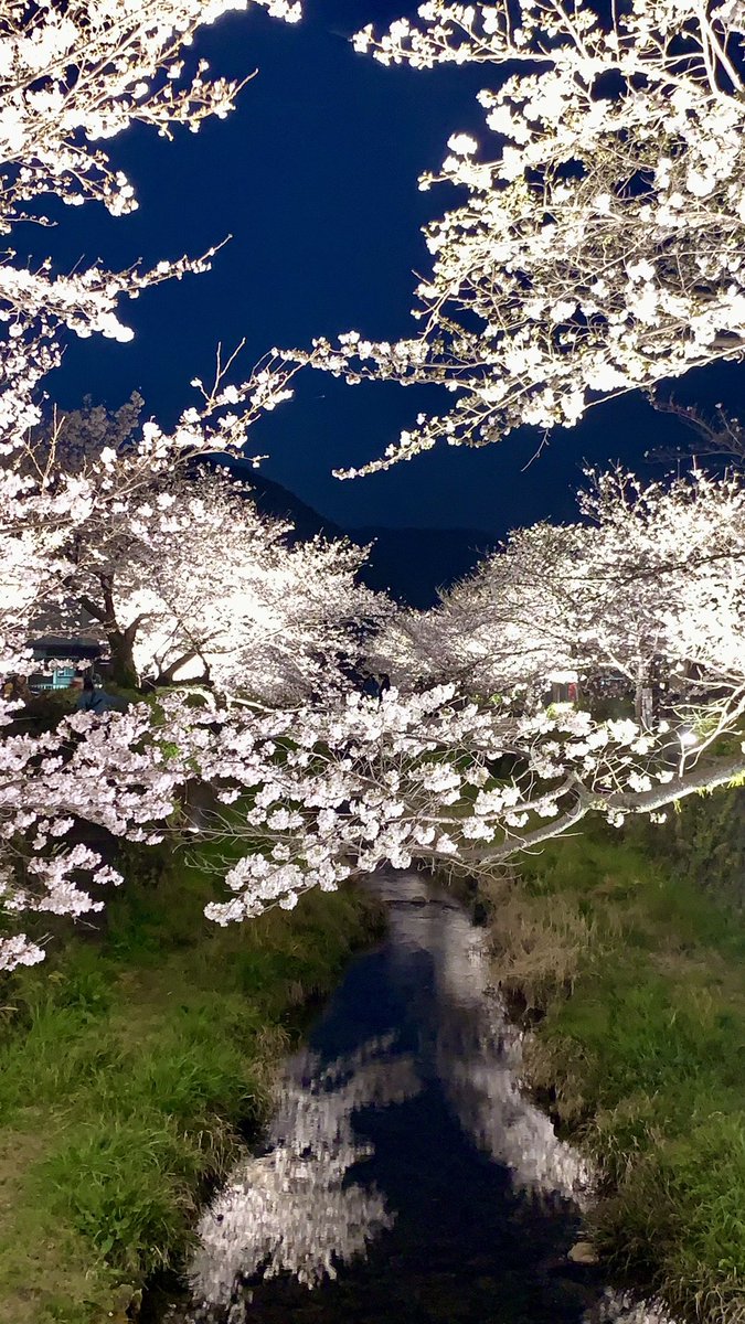 Spade∞ tweet media