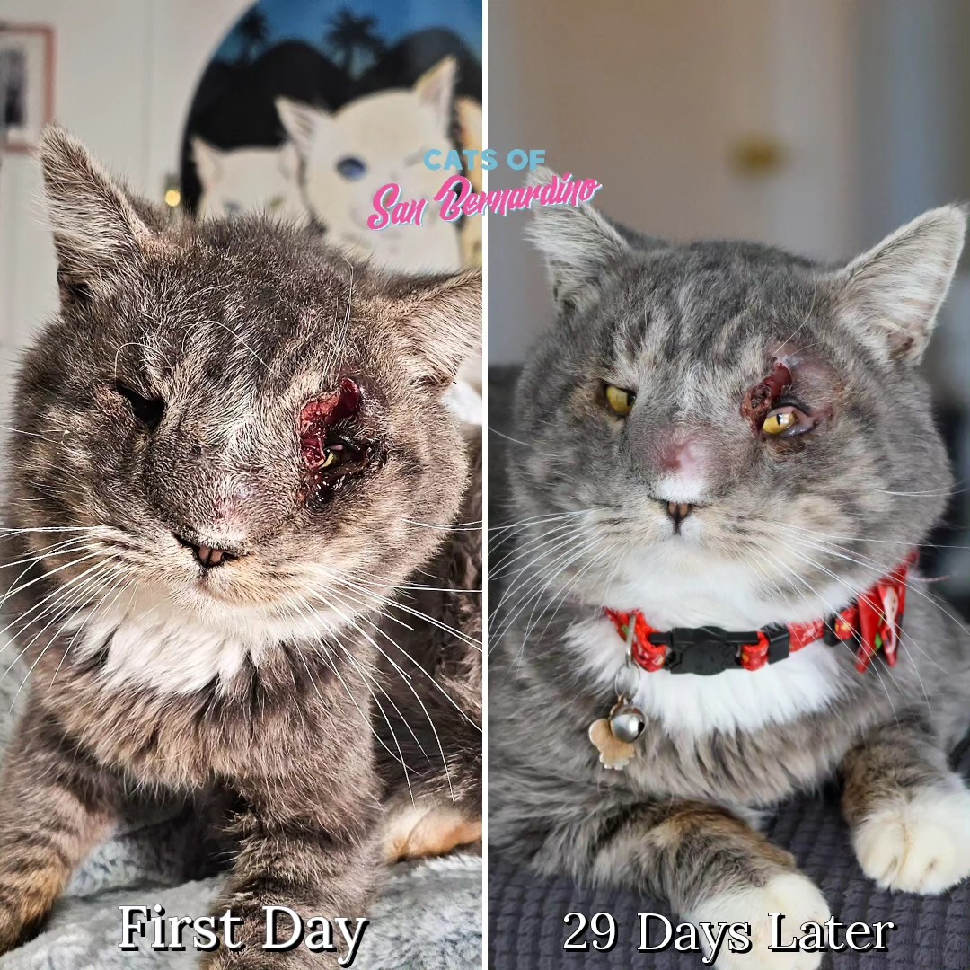 Cats Of Sanbernardino tweet media