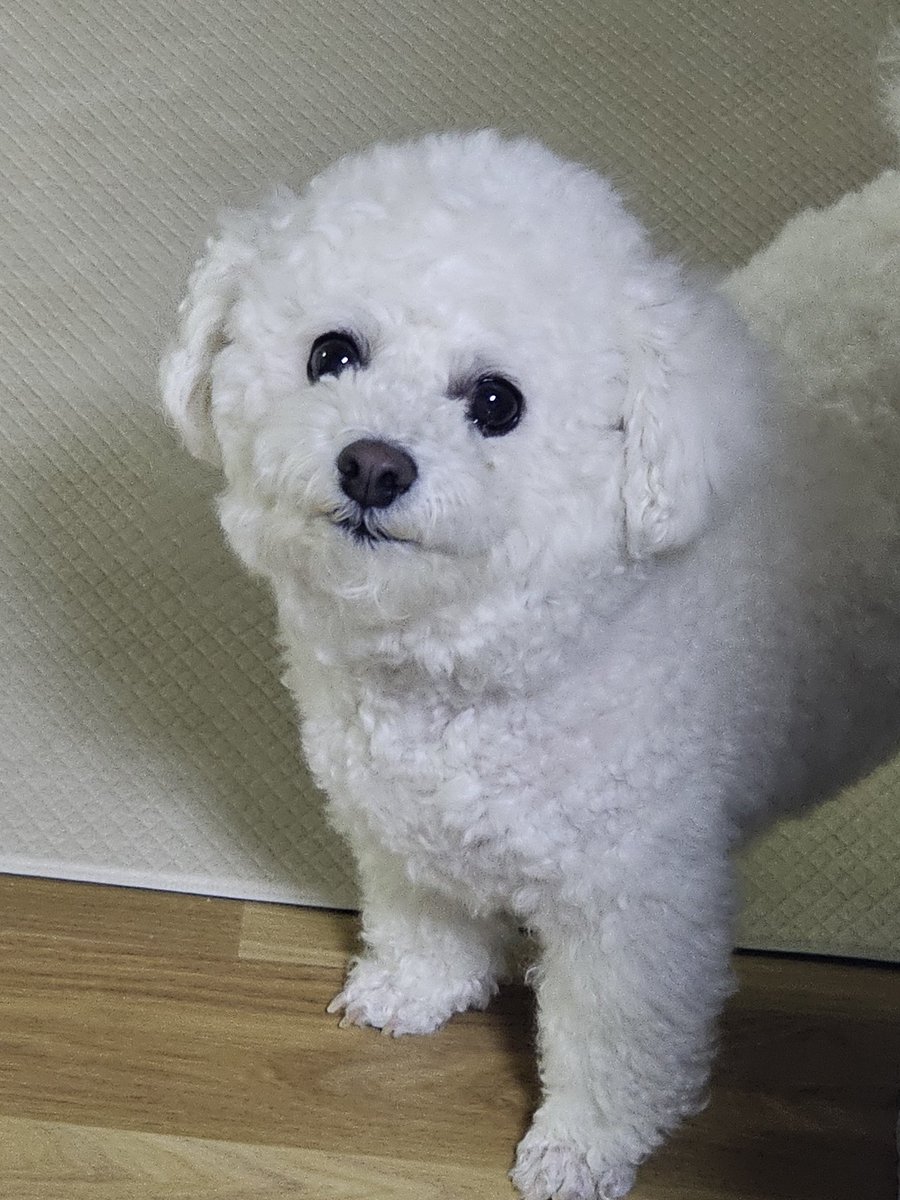 찹쌀강아쥐 tweet media