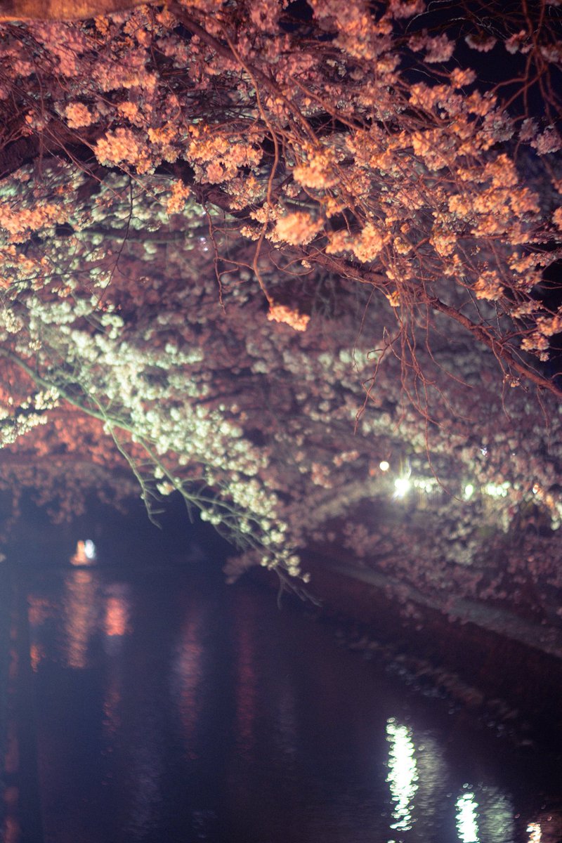 Necro_Flora___'s tweet photo. 夜の桜が綺麗でした🌸
お久しぶりです😌
#キリトリセカイ https://t.co/DjfHbh87Zd