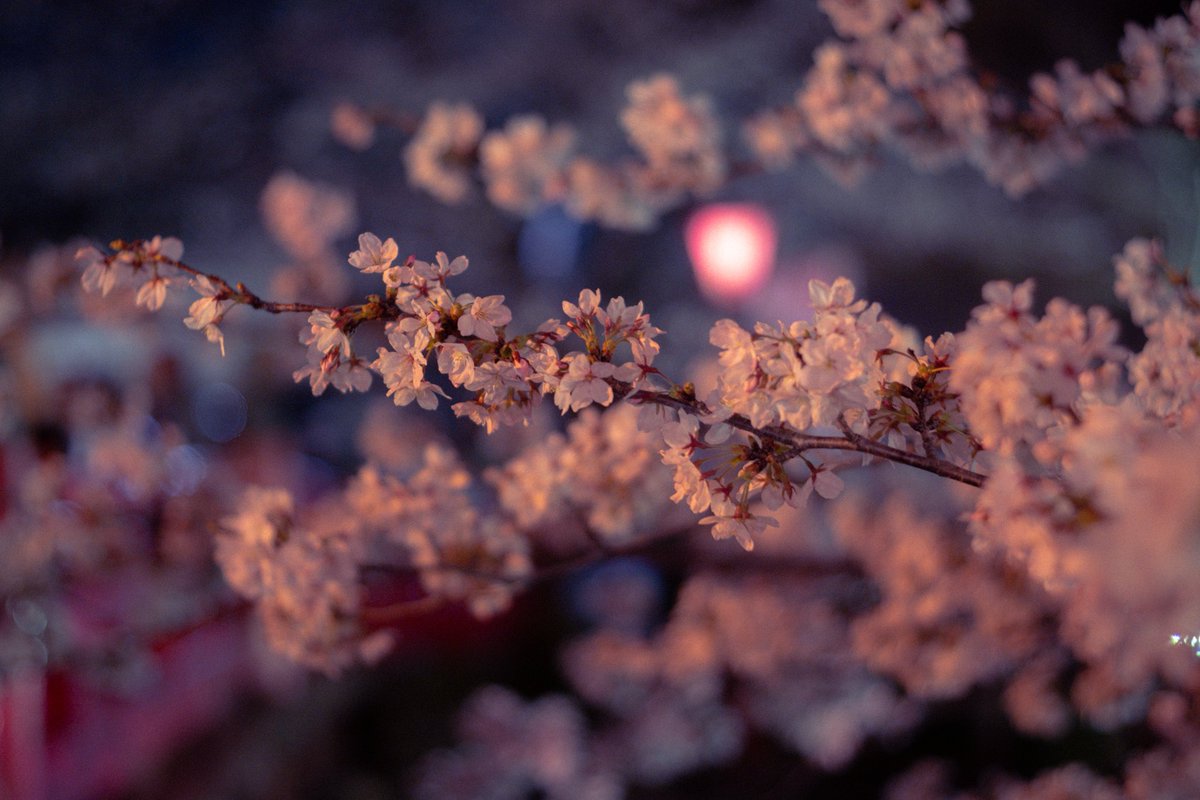 Necro_Flora___'s tweet photo. 夜の桜が綺麗でした🌸
お久しぶりです😌
#キリトリセカイ https://t.co/DjfHbh87Zd