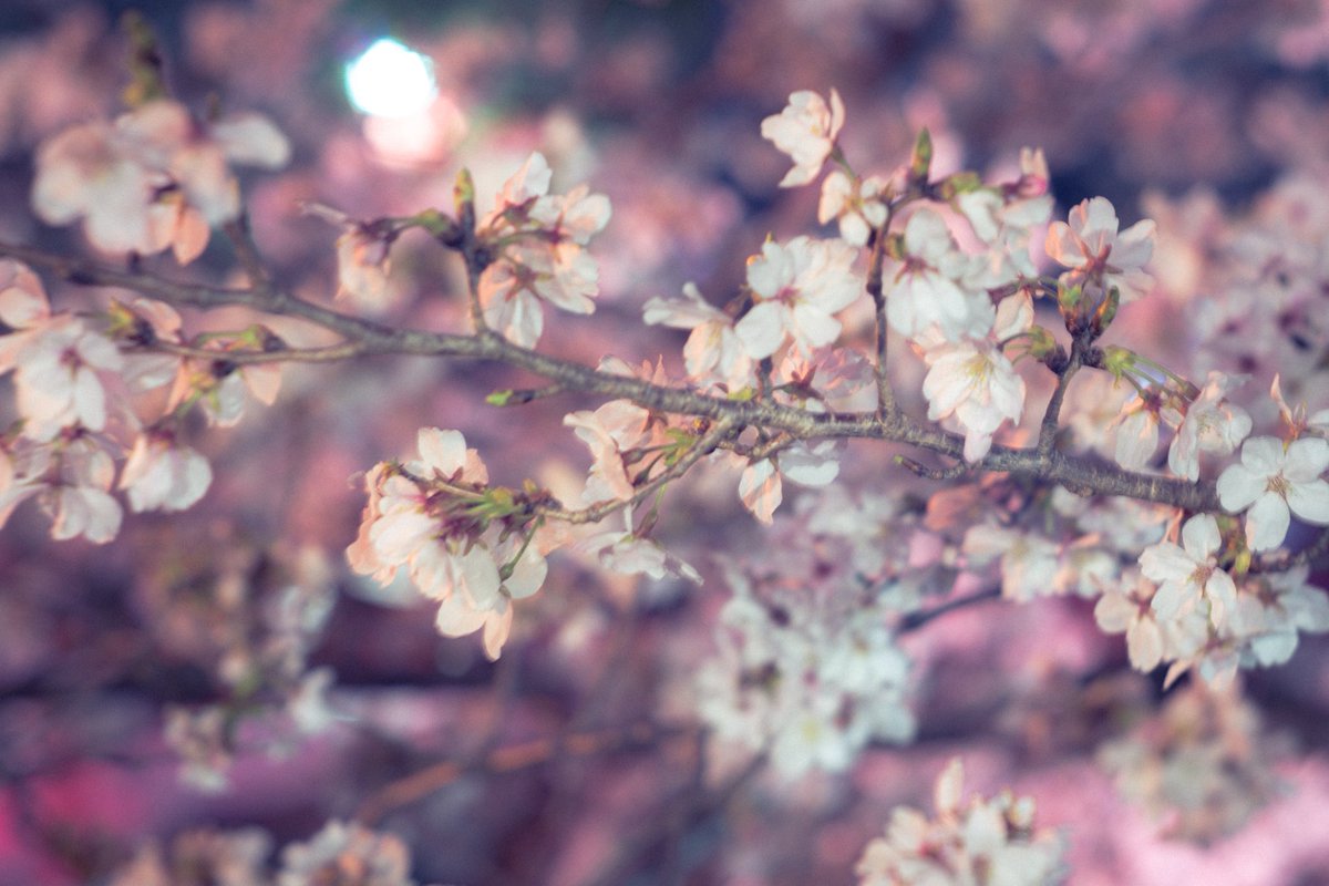 Necro_Flora___'s tweet photo. 夜の桜が綺麗でした🌸
お久しぶりです😌
#キリトリセカイ https://t.co/DjfHbh87Zd
