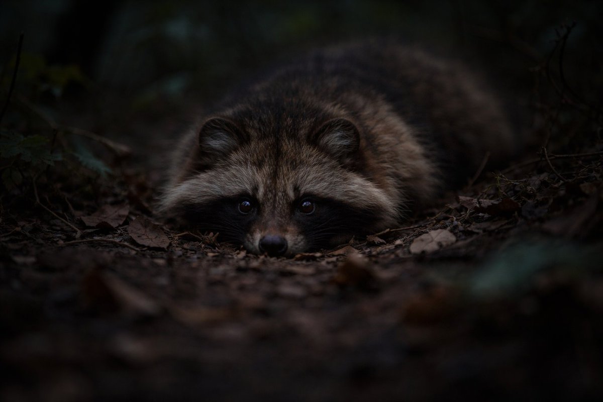 SCIENCE FACTORY ltd. tweet media