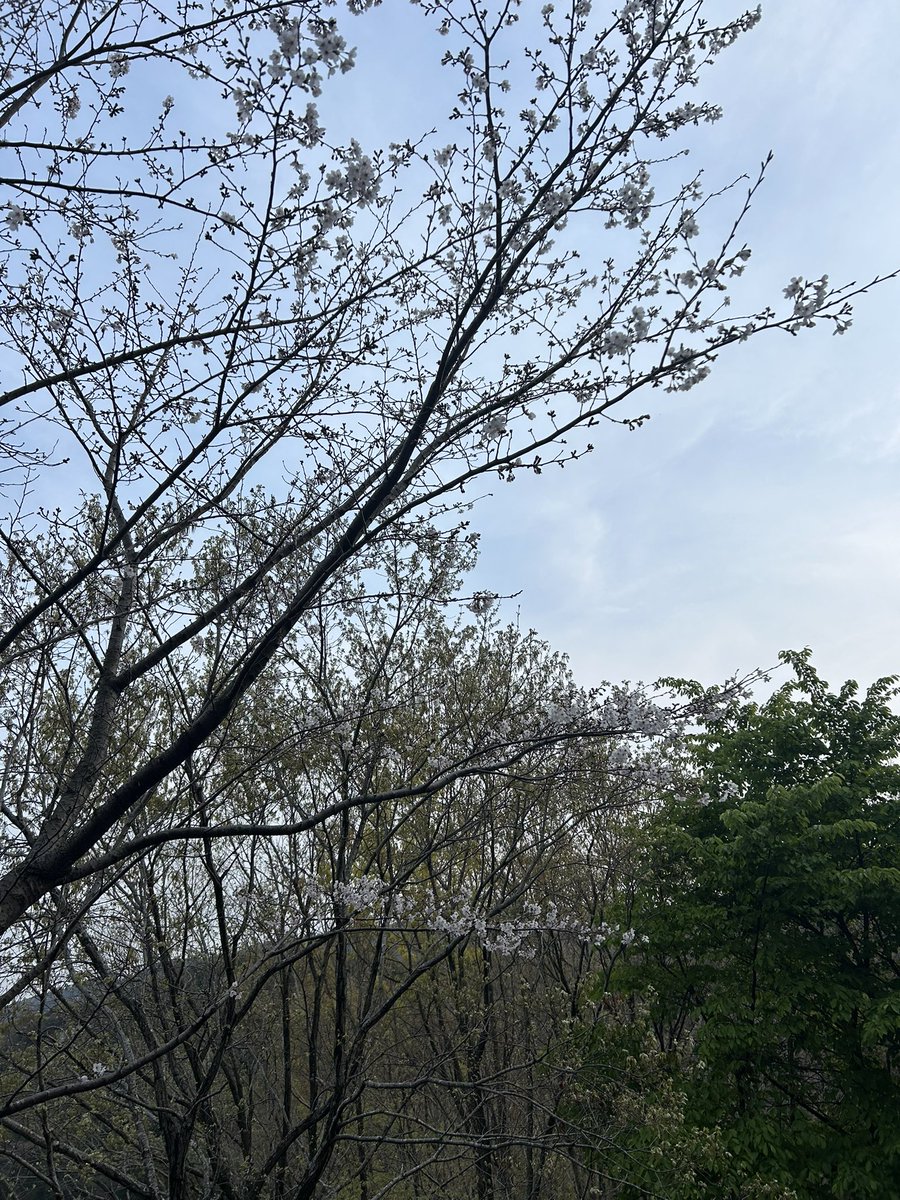 MIU_2003's tweet photo. ロズどんとサクラ https://t.co/6GuTz1pGbP