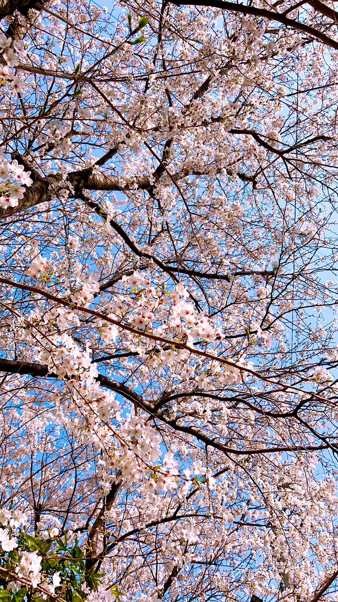 yozuca*_6/27神楽坂天窓_8/22溝ノ口劇場 tweet media