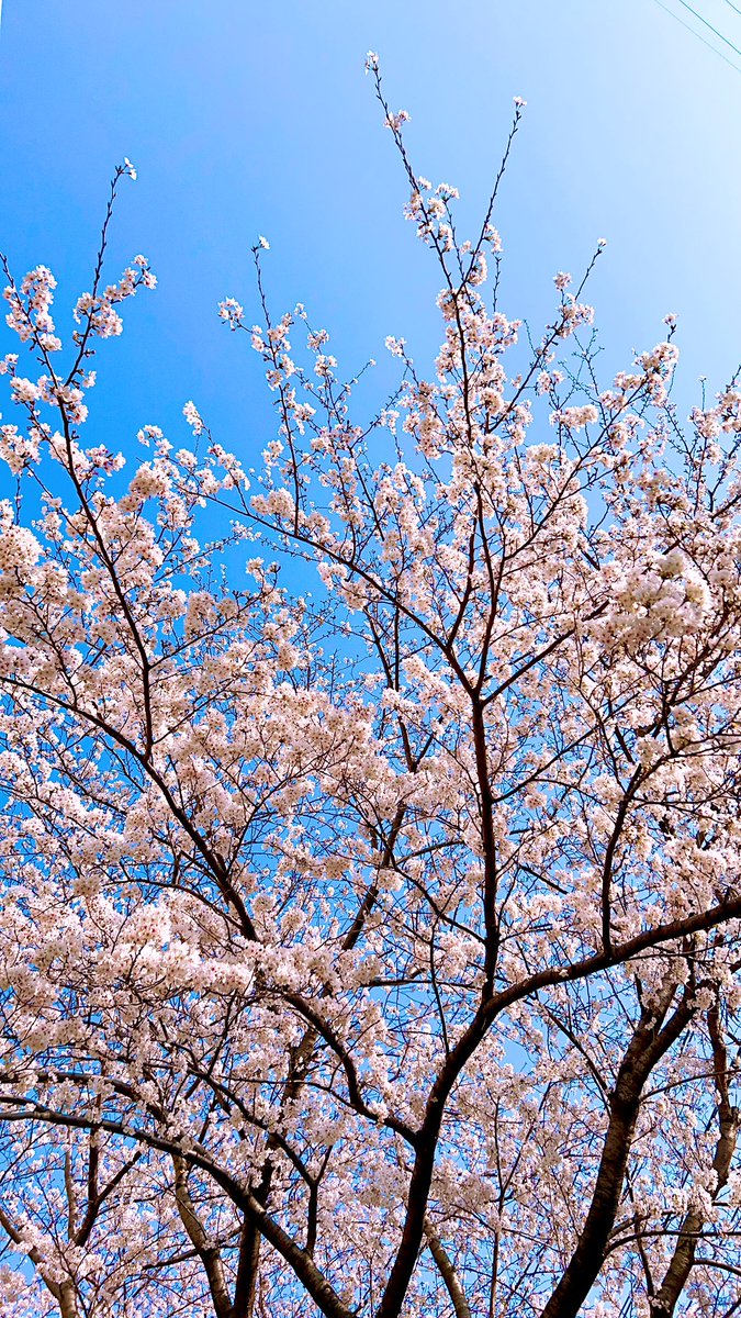 yozuca*_6/27神楽坂天窓_8/22溝ノ口劇場 tweet media