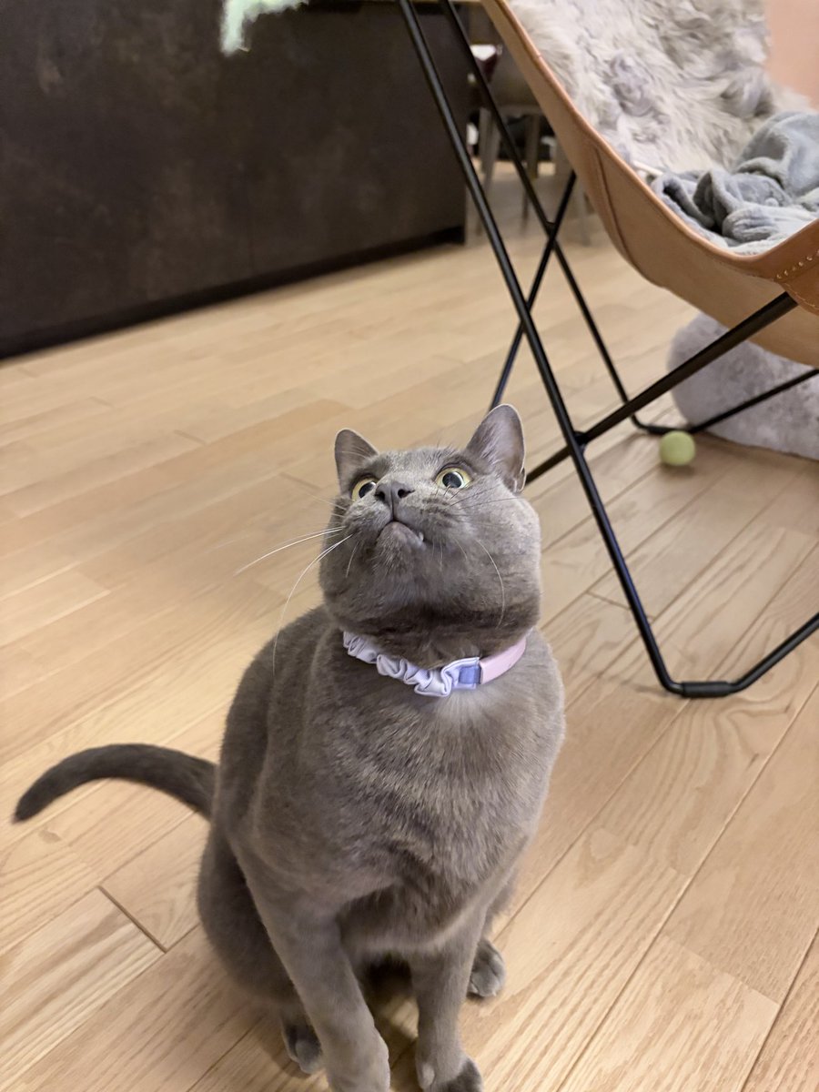 Tsutsuopee@クロエとネルと嫁の下僕 tweet media