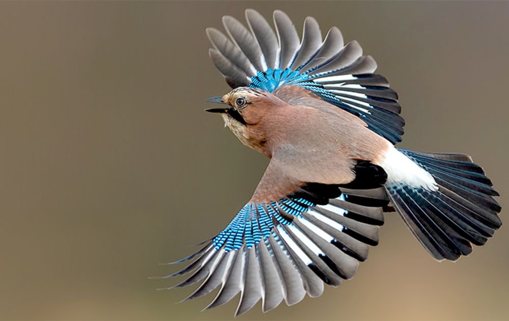 Dennis Mons tweet media