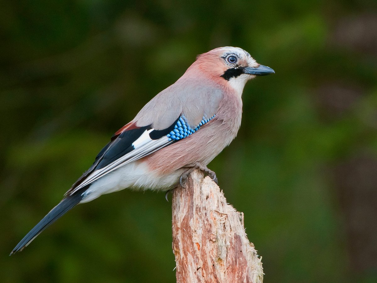 Dennis Mons tweet media