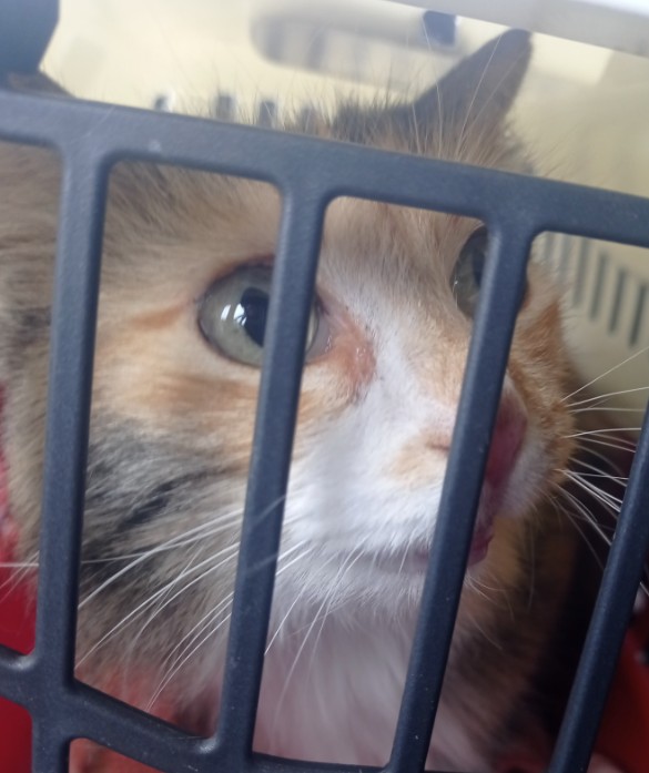 Missing Animaux 81 tweet media