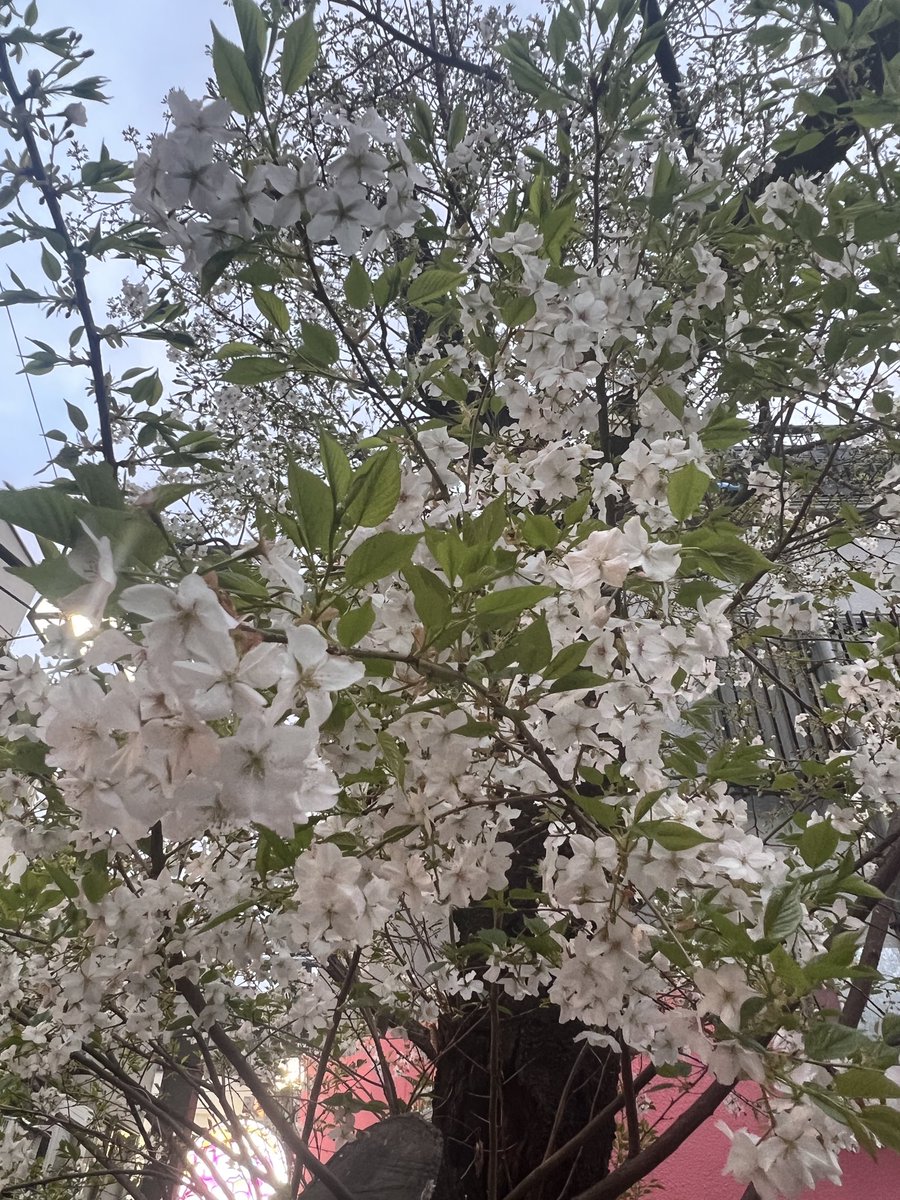 よんずん tweet media