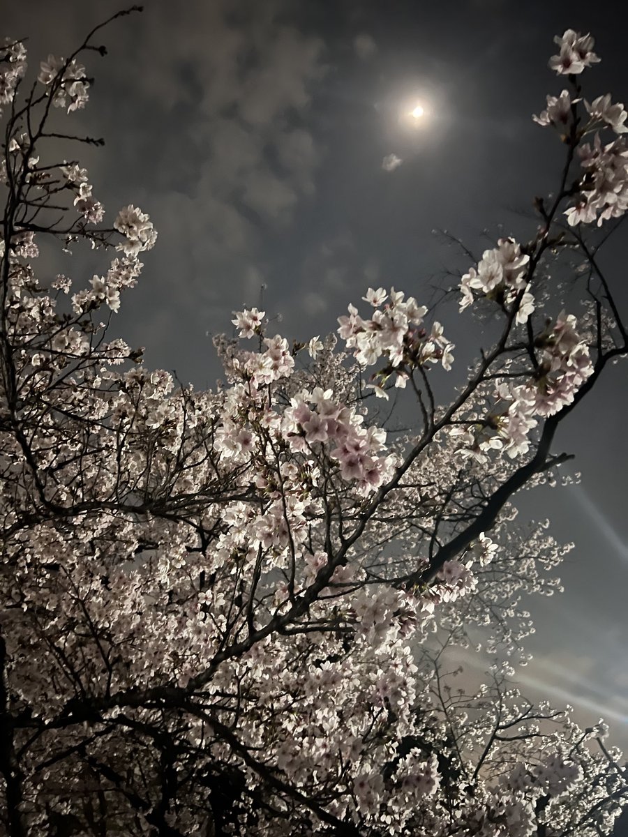 よんずん tweet media