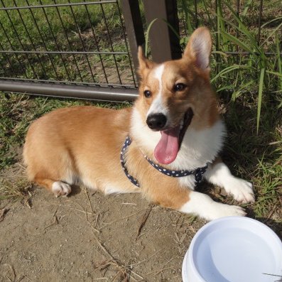 つじかじつ＆人形とコーギーノエル tweet media