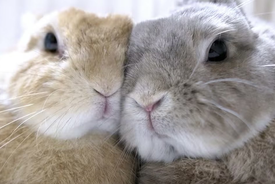 スタちゃんねる【うさぎ部屋】 tweet media