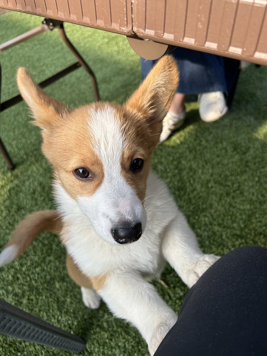 まめあず母 tweet media