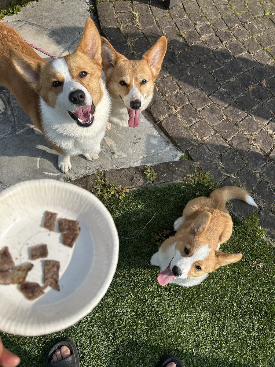 まめあず母 tweet media