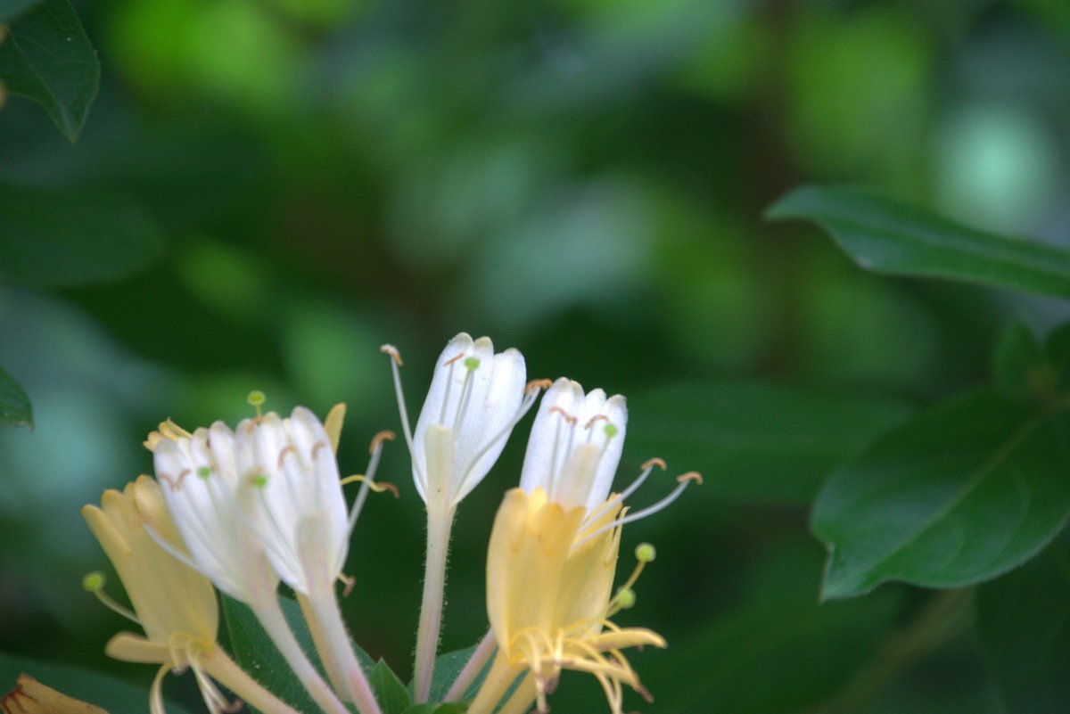 Castanets tweet media