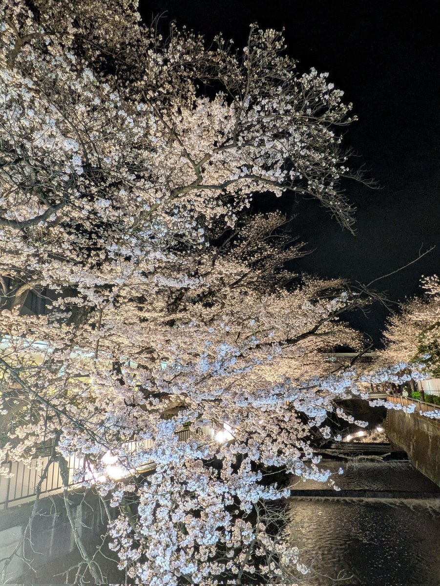 ayunlevel4's tweet photo. 東宝スタジオ横の仙川の桜ライトアップ見てきました💡🌸満開ですね
東宝さんのライトアップ���流石でした✨川面に映るさくらの綺麗なこと☺️
ありがとうございます❤
お月様とのコラボも撮れました🌕️🌸 https://t.co/CK2tfq9TDE