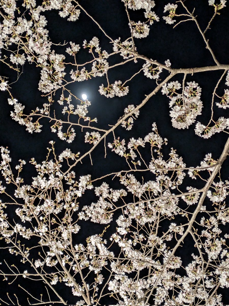ayunlevel4's tweet photo. 東宝スタジオ横の仙川の桜ライトアップ見てきました💡🌸満開ですね
東宝さんのライトアップ���流石でした✨川面に映るさくらの綺麗なこと☺️
ありがとうございます❤
お月様とのコラボも撮れました🌕️🌸 https://t.co/CK2tfq9TDE