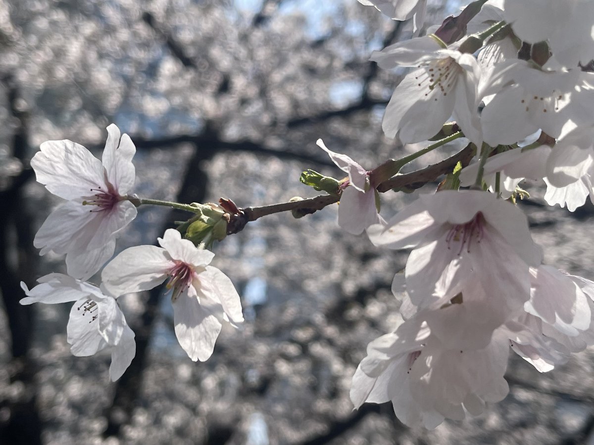 ディス tweet media