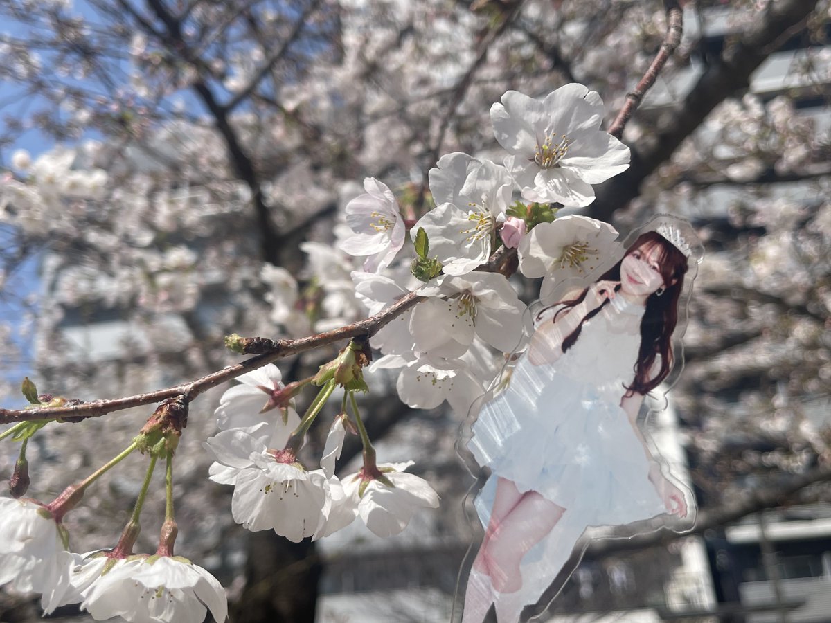 ディス tweet media