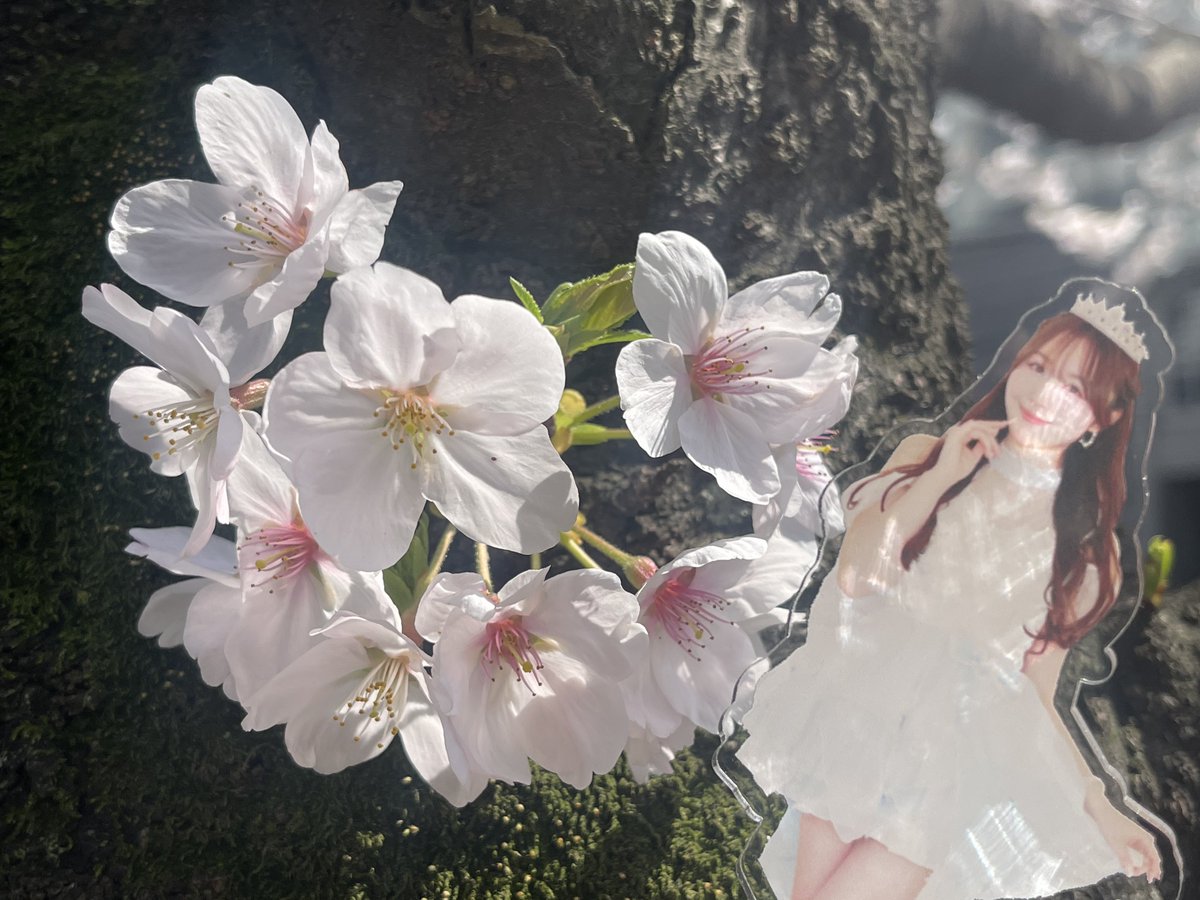 ディス tweet media