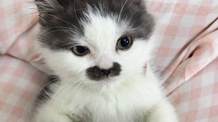 nyomnyom, robux fast. tweet media