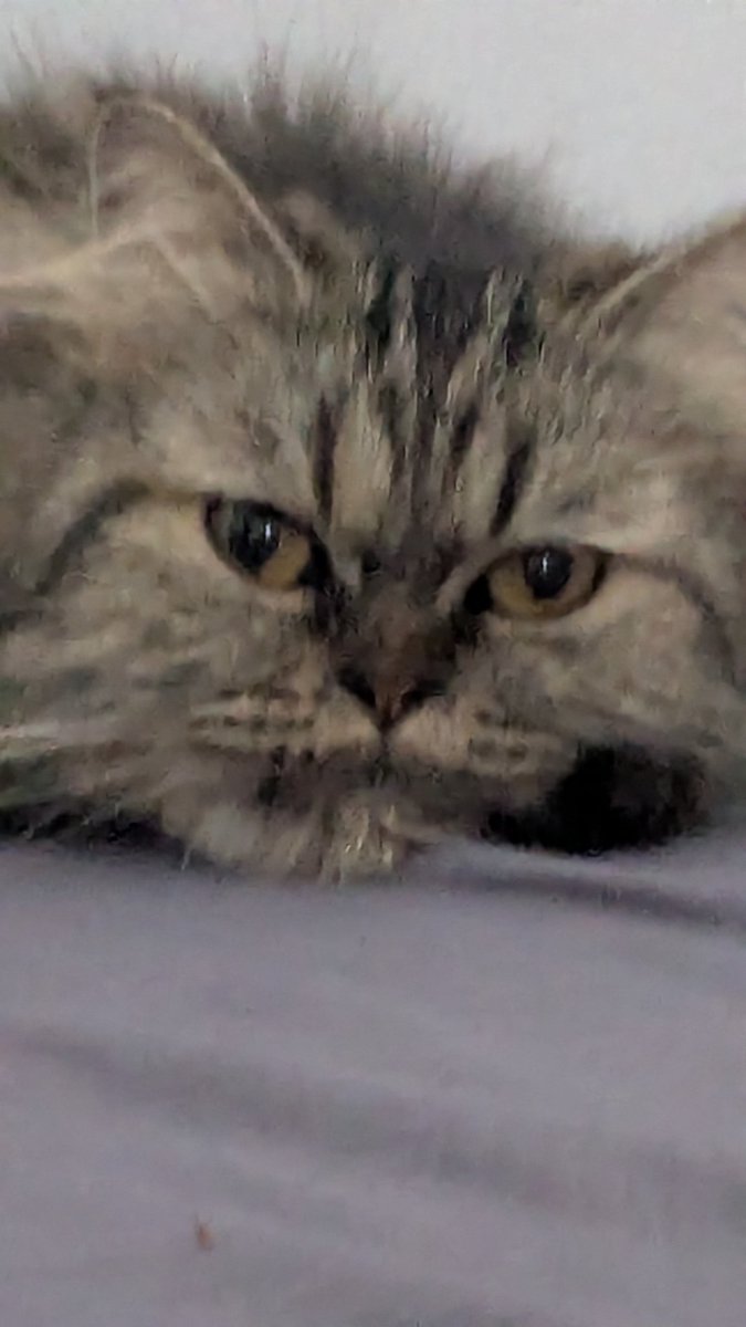 HellaWrld / tweet media