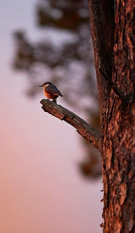 lu🌙🇧🇷🇮🇱🇺🇸💛💚 tweet media