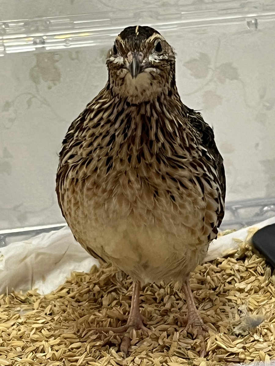 嘴廣 鸛(はしびろこう) tweet media