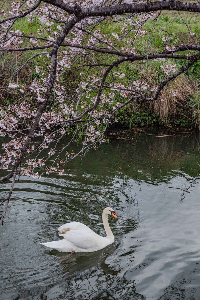 YOuSUKE_photo@NATURE4th 4/23-26 tweet media