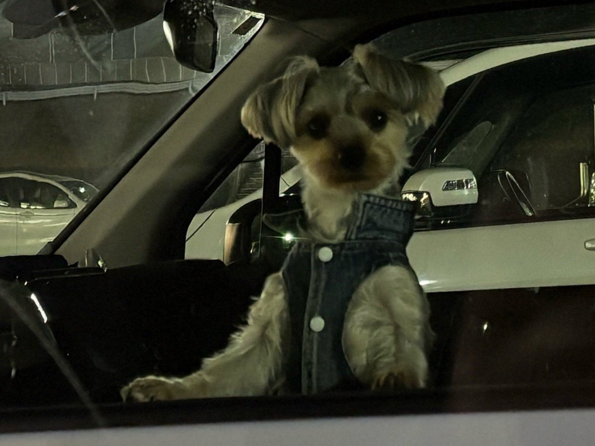 さっき行ったスーパーの駐車場で、車の中で待ってた可愛いワンちゃん