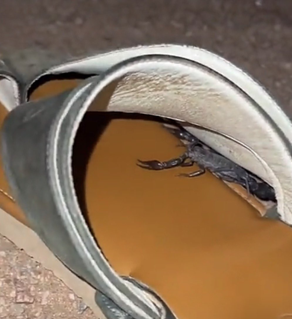 مازن العتيبي🇸🇦 tweet media