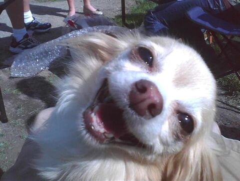 Buscounchollo.com tweet media